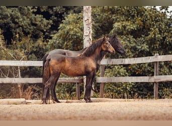 PRE, Mare, Foal (01/2025), Brown
