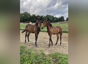 PRE, Mare, Foal (01/2025), Brown