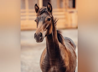 PRE, Mare, Foal (01/2025), Brown