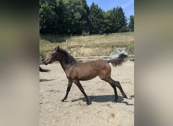 PRE, Mare, , Brown
