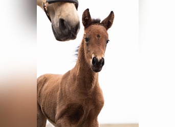 PRE, Mare, Foal (02/2026), Brown