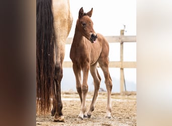 PRE, Mare, Foal (02/2026), Brown