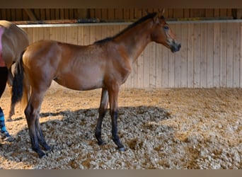 PRE, Mare, Foal (03/2025), Brown