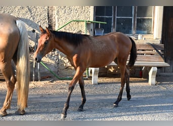 PRE, Mare, Foal (03/2025), Brown