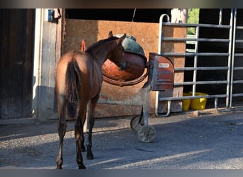 PRE, Mare, Foal (03/2025), Brown