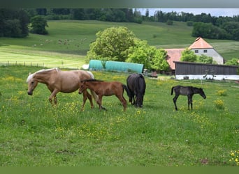 PRE, Mare, Foal (03/2025), Brown