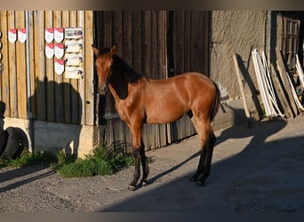 PRE, Mare, Foal (03/2025), Brown