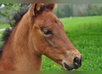 PRE, Mare, Foal (03/2025), Brown