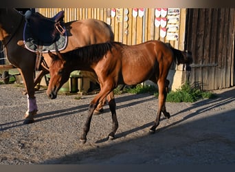 PRE, Mare, Foal (03/2025), Brown