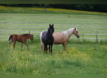PRE, Mare, Foal (03/2025), Brown