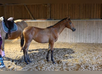 PRE, Mare, Foal (03/2025), Brown