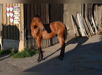 PRE, Mare, Foal (03/2025), Brown