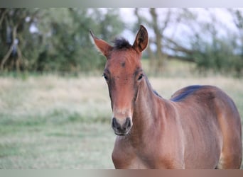 PRE, Mare, , Brown