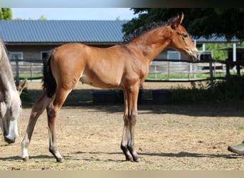 PRE, Mare, , Brown