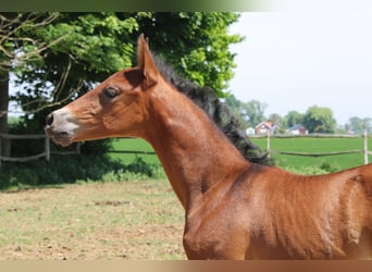 PRE, Mare, , Brown