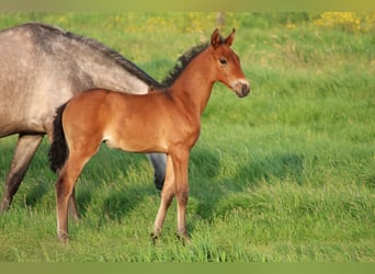 PRE, Mare, , Brown