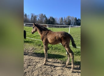 PRE, Mare, , Brown
