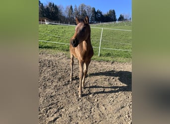 PRE, Mare, , Brown