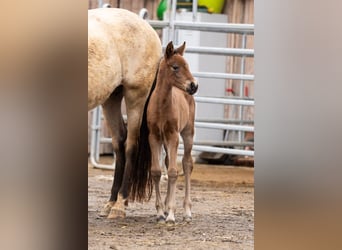 PRE, Mare, Foal (02/2026), Brown