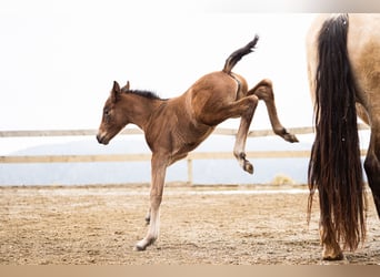 PRE, Mare, Foal (02/2026), Brown