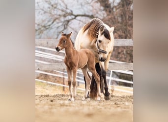 PRE, Mare, Foal (02/2026), Brown