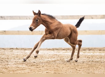 PRE, Mare, Foal (02/2026), Brown