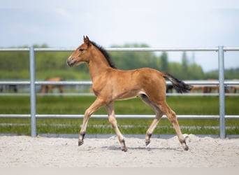 PRE, Mare, Foal (04/2026), Brown