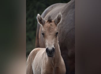 PRE, Mare, Foal (02/2026), Buckskin