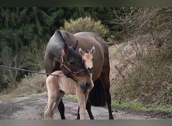 PRE, Mare, Foal (02/2026), Buckskin