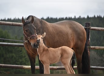 PRE, Mare, Foal (02/2026), Buckskin
