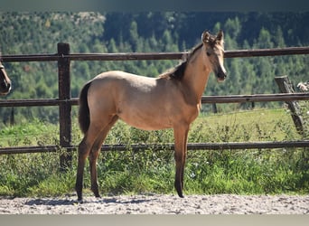 PRE, Mare, Foal (04/2025), Buckskin