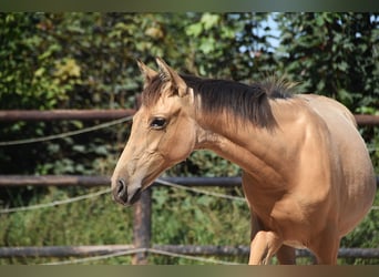 PRE, Mare, Foal (04/2025), Buckskin