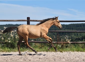 PRE, Mare, Foal (04/2025), Buckskin