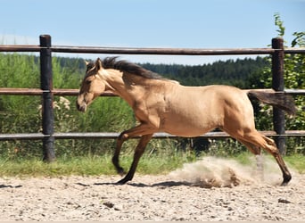 PRE, Mare, Foal (04/2025), Buckskin