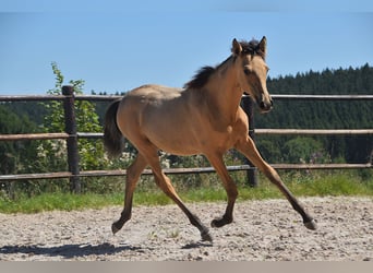 PRE, Mare, Foal (04/2025), Buckskin
