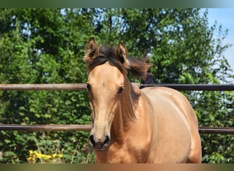 PRE, Mare, Foal (04/2025), Buckskin