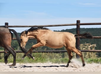 PRE, Mare, Foal (04/2025), Buckskin