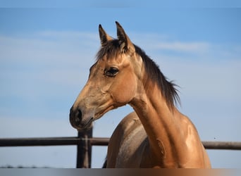 PRE, Mare, Foal (04/2025), Buckskin