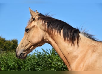 PRE, Mare, Foal (04/2025), Buckskin