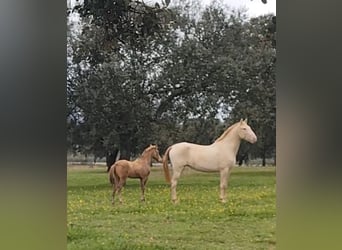 PRE, Mare, Foal (09/2025), Champagne