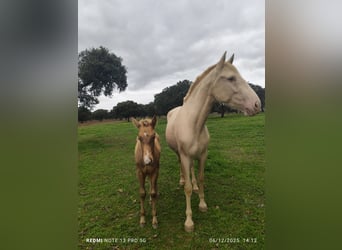 PRE, Mare, Foal (09/2025), Champagne