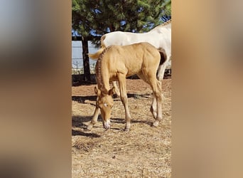 PRE, Mare, Foal (09/2025), Champagne