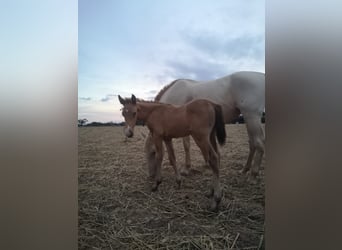 PRE, Mare, Foal (09/2025), Champagne