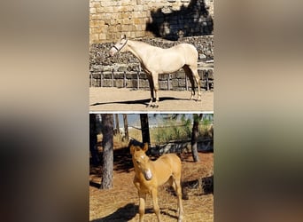 PRE, Mare, Foal (09/2025), Champagne