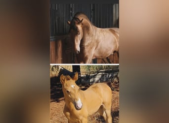 PRE, Mare, Foal (09/2025), Champagne