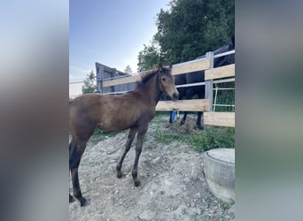 PRE, Mare, , Dun