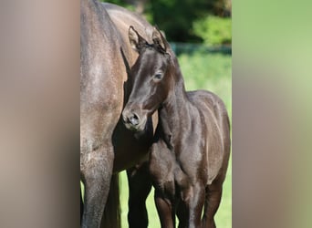 PRE, Mare, , Gray-Dark-Tan