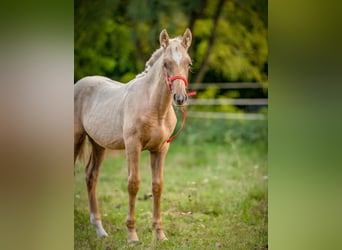 PRE, Mare, Foal (01/2024), Palomino