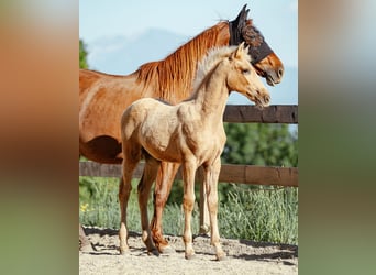 PRE, Mare, Foal (02/2026), Palomino