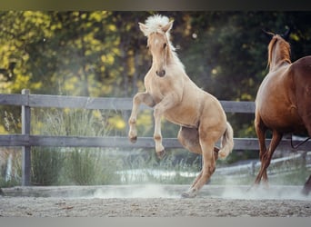 PRE, Mare, Foal (02/2026), Palomino